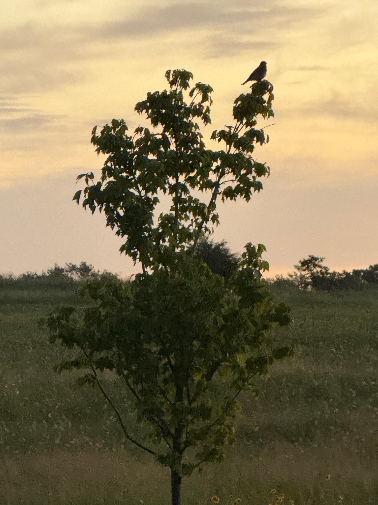 The current image has no alternative text. The file name is: img_0704.jpg